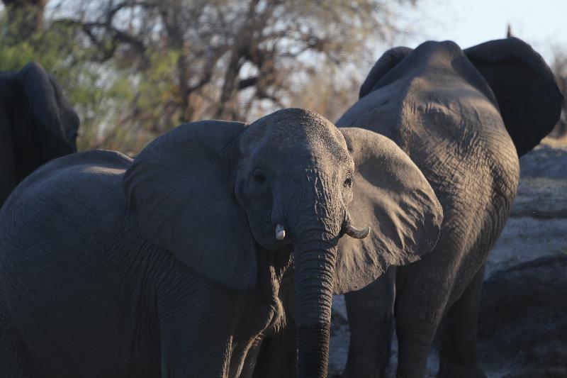 Go2Africa Got Me There and Back Again!
