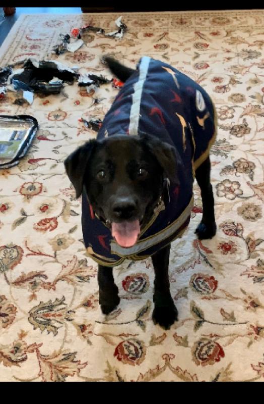 Dog coat for a Labrador