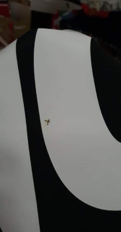 Dead fly imprinted onto the shirt