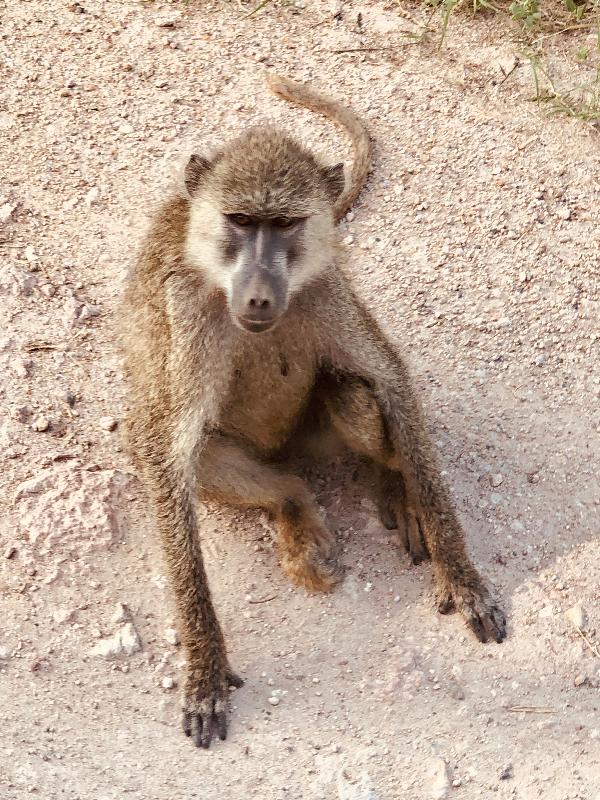 We had an amazing family vacation in Africa because of Go2Africa!