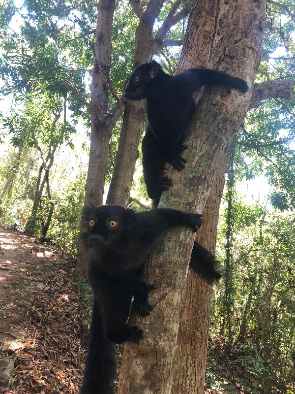 Madagascar leap program SUPERB