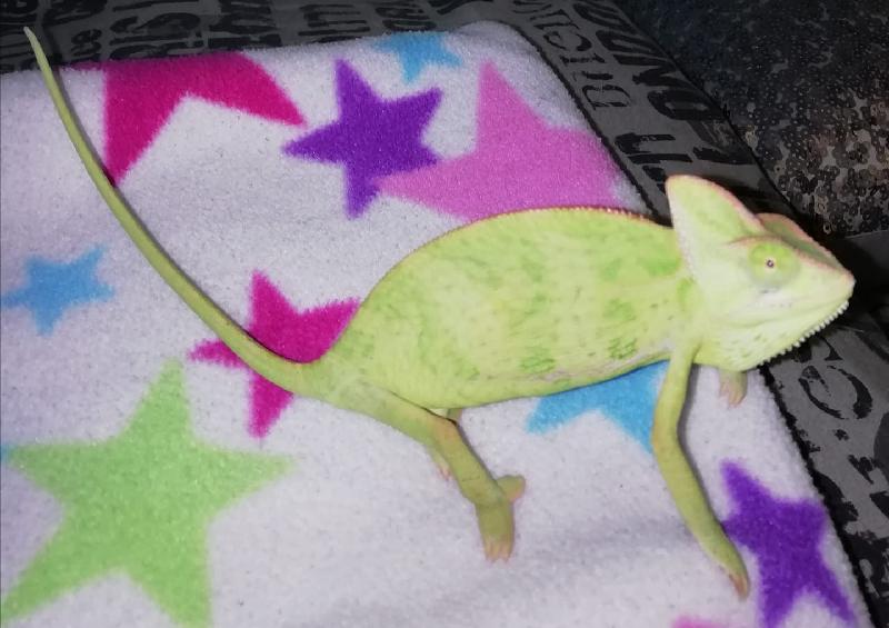 It is so easy to get my chameleon insured by you. #peaceofmind