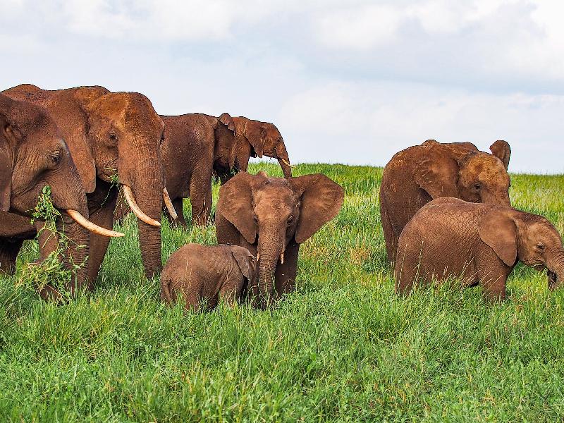 Amazing New Years 2020 with Rhino's and Elephant's in Kenya