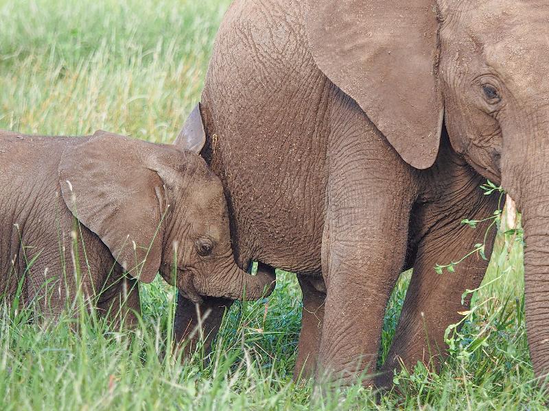 Amazing New Years 2020 with Rhino's and Elephant's in Kenya