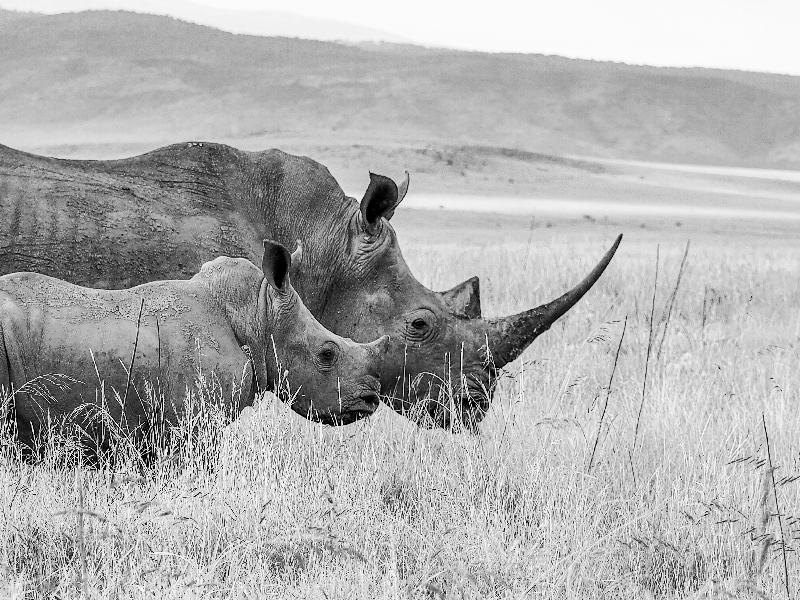 Amazing New Years 2020 with Rhino's and Elephant's in Kenya