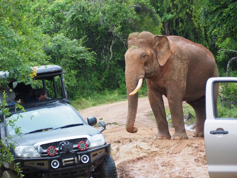 Surprising Sri Lanka
