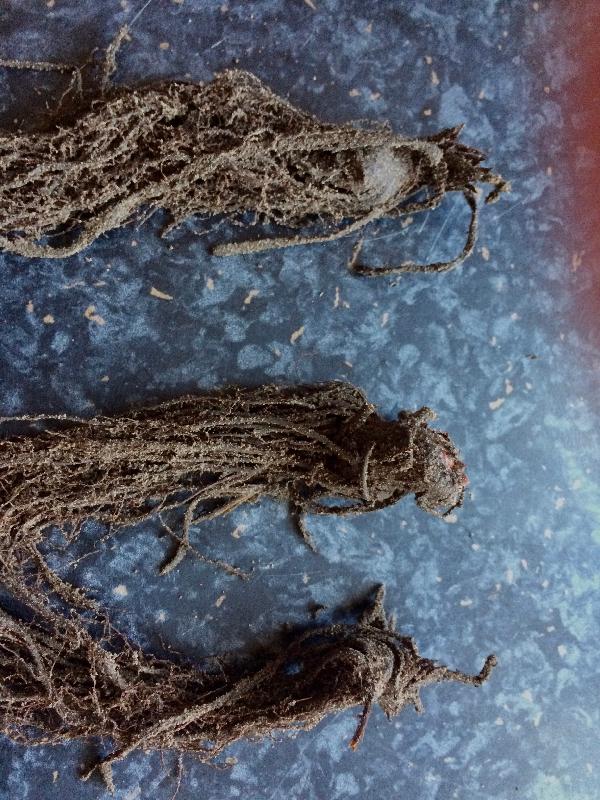 3 of the 10 plants (30%) were dead on arrival