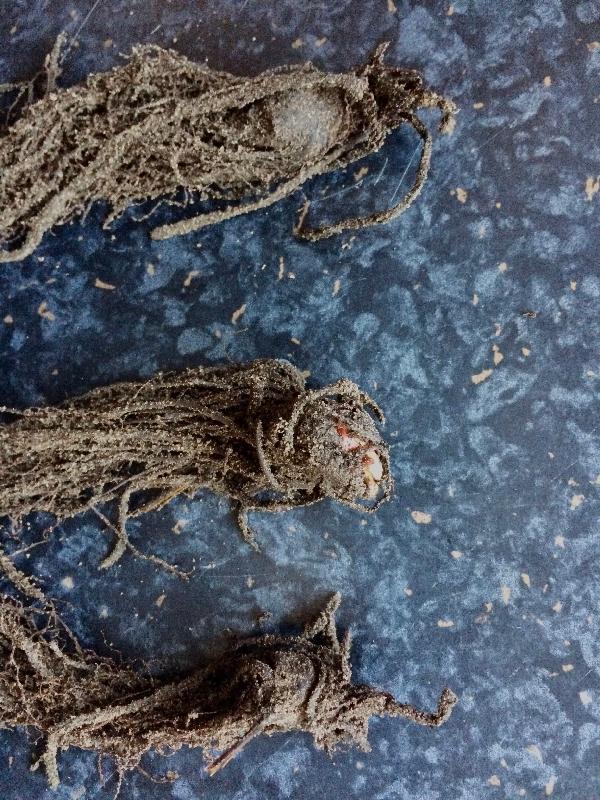 3 of the 10 plants (30%) were dead on arrival