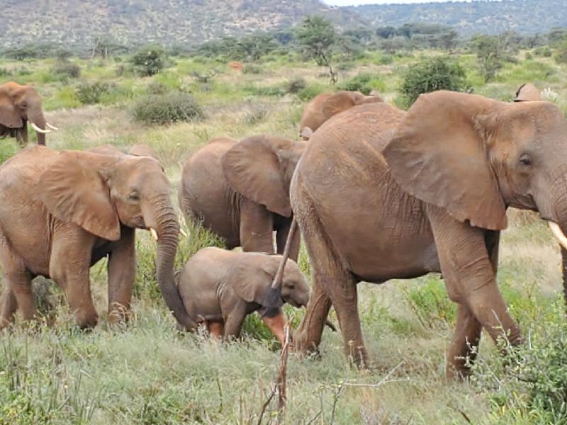 Collette Tours best African SAFARI Tour Ever!