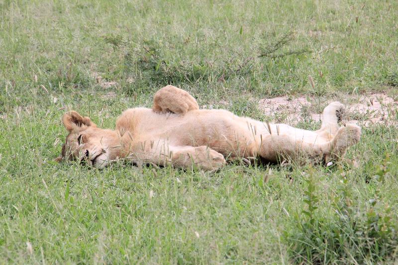 Timbuktu are safari enthusiasts, expert consultants - not sales people!!!