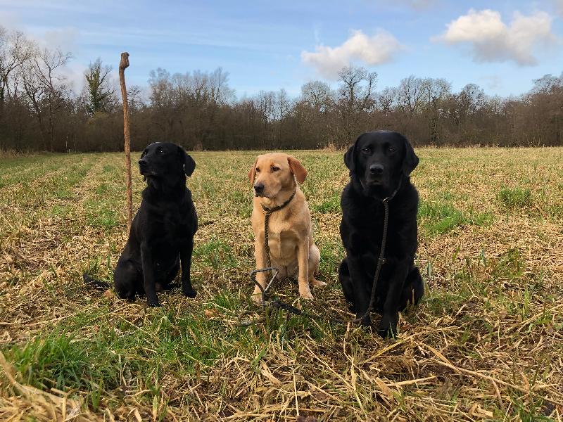 Skinners is simply the best choice for working dogs.