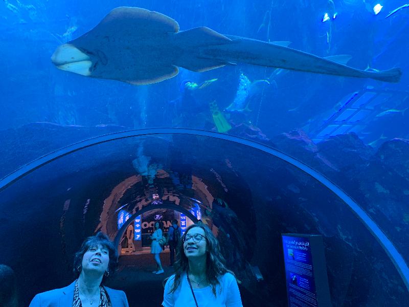 Dubai Aquarium And Underwater Zoo