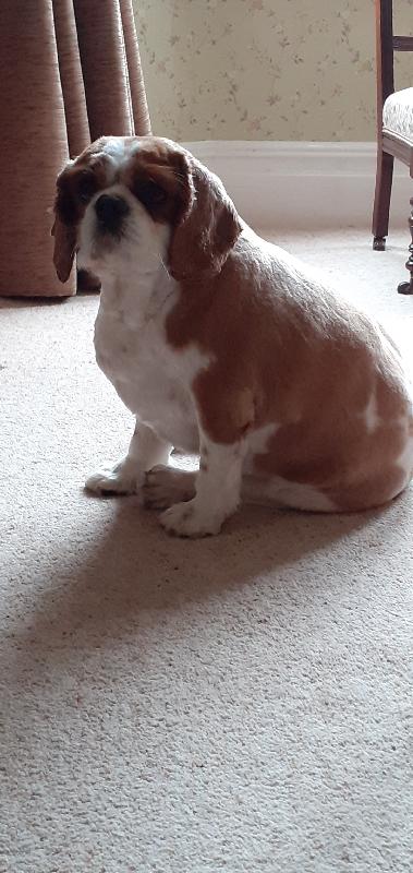Great Service from 4 Paws