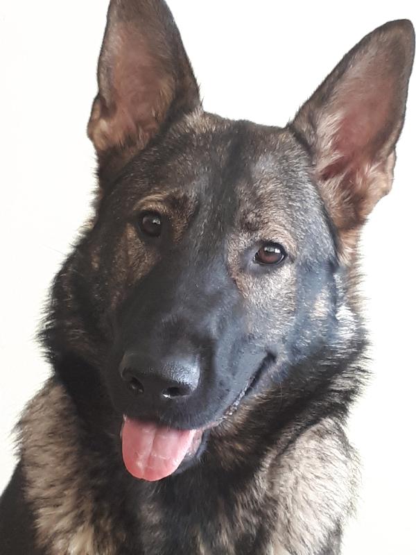 Great food for my German Shepheard she's healthy her coat