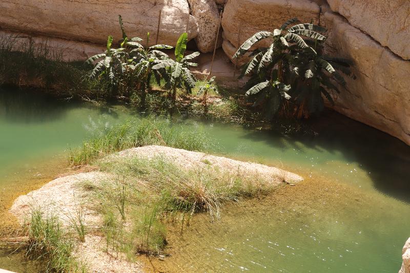 An interesting day trip to the natural side of Oman