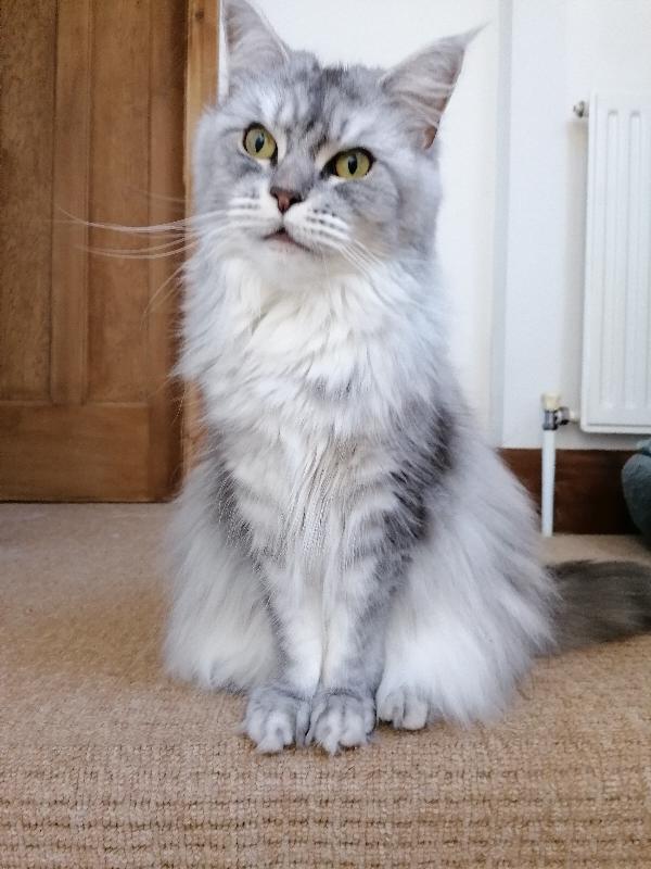 Purrrfect