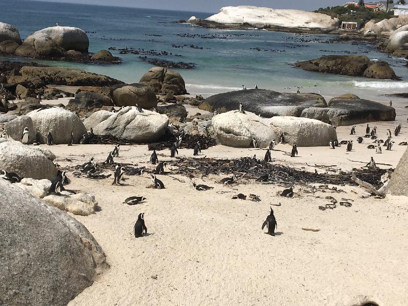 Fabulous holiday, expertly planned. Cape Town/Umkumbe Safari/Victoria Falls