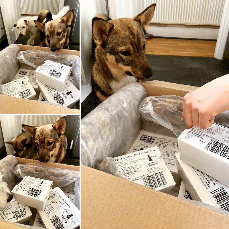PR never fails- My dogs agree!