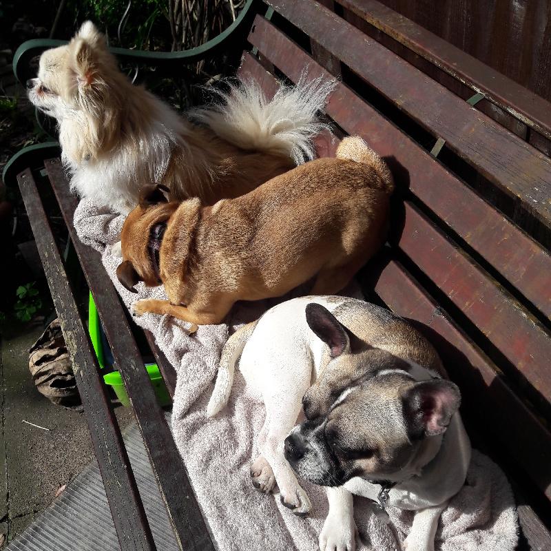 My 3 dogs loved your food fast delivery