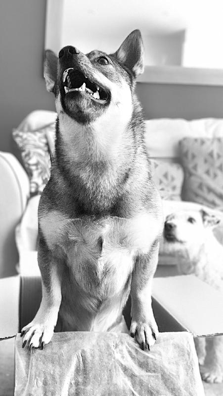 PR is totally pawsome! 🐶