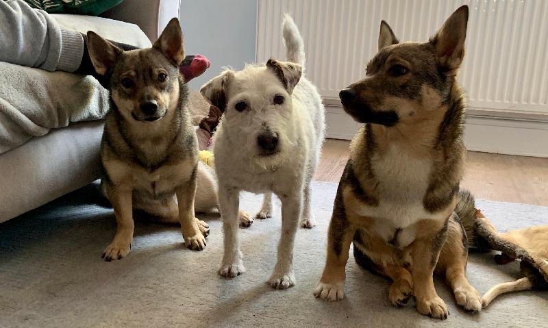 Our fur-kids are thriving on PR 🐶