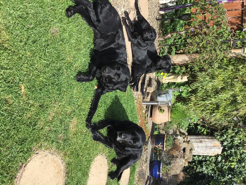 Top quality dog food