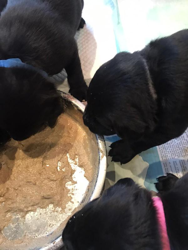 Top quality dog food