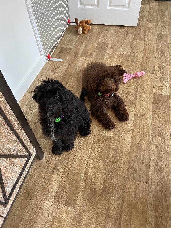Two happy puppies