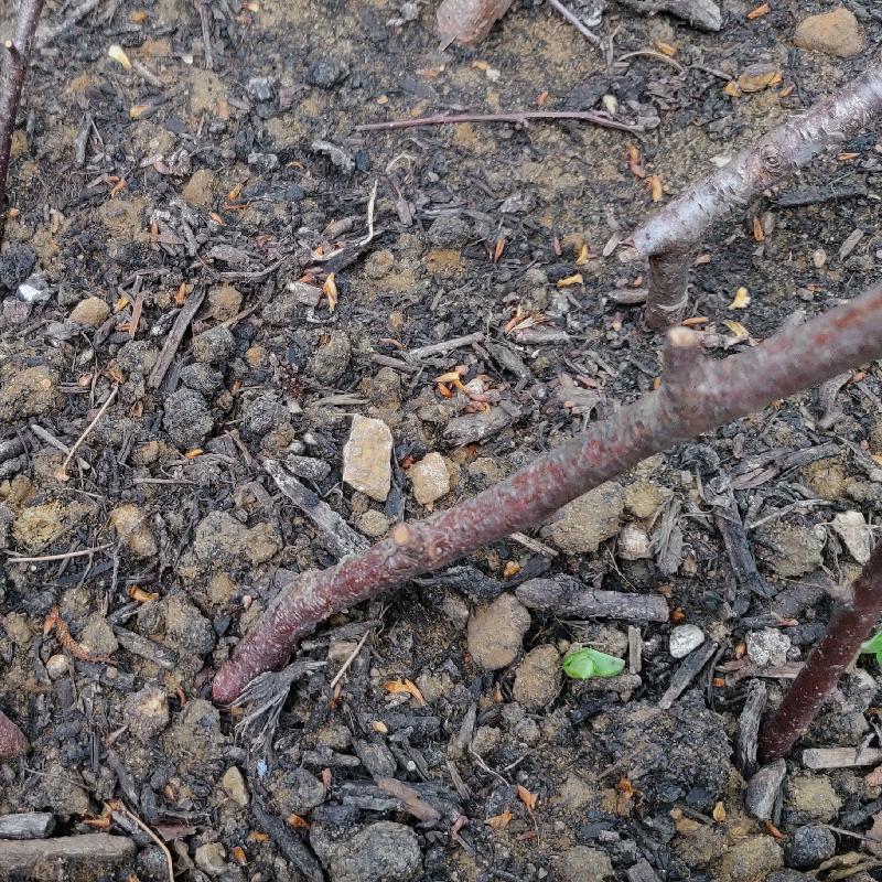 Not premium topsoil as advertised.