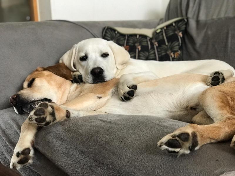Health & Happiness for our Best Friends