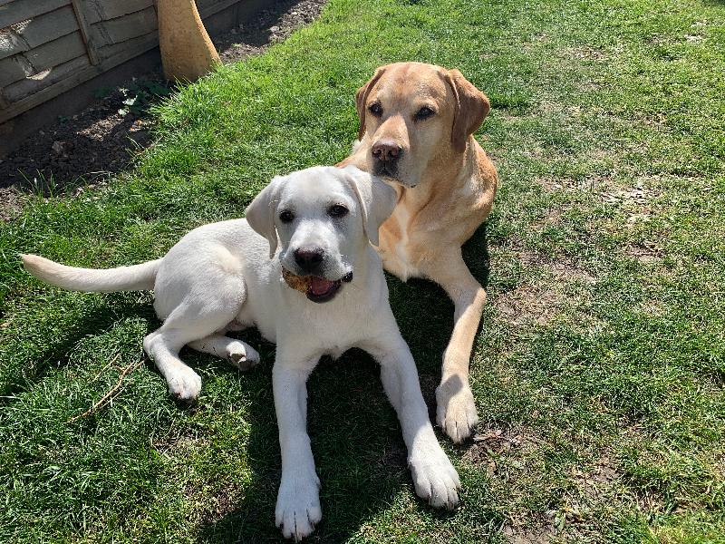 Health & Happiness for our Best Friends