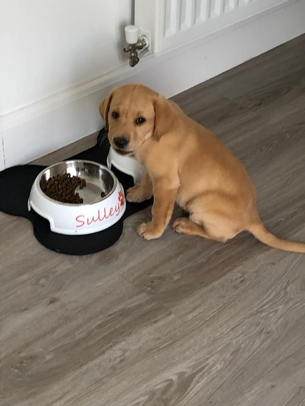 Happy Puppy
