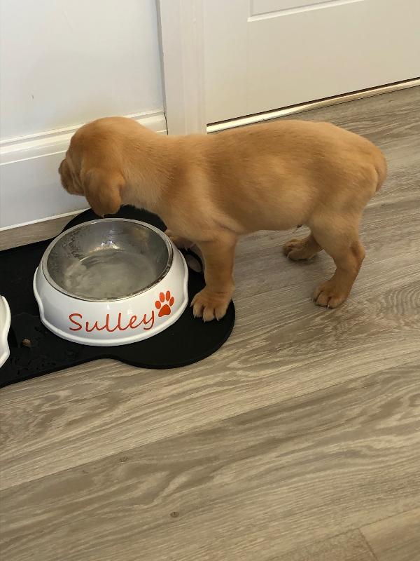 Happy Puppy