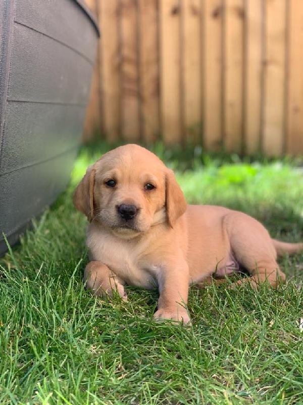 Happy Puppy