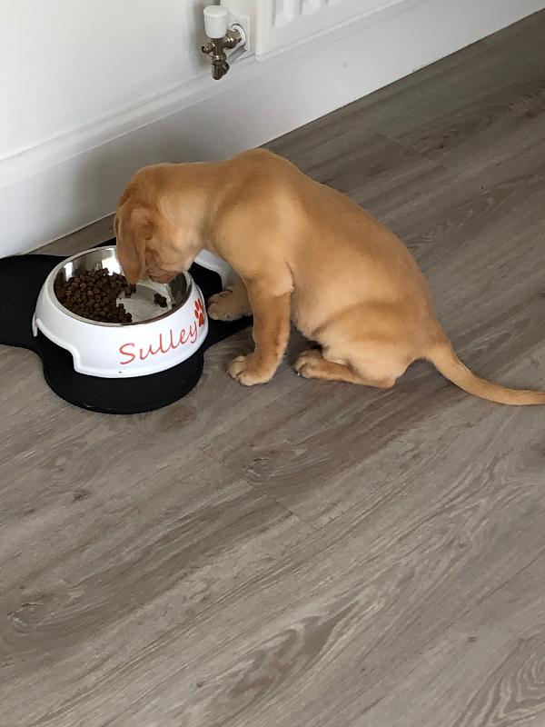 Happy Puppy