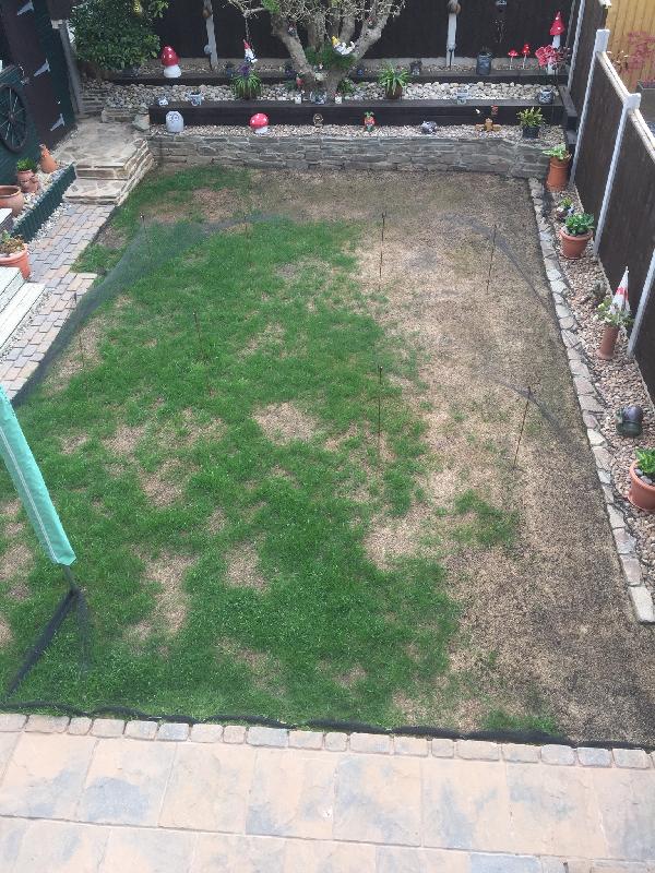 From flood back to lawn