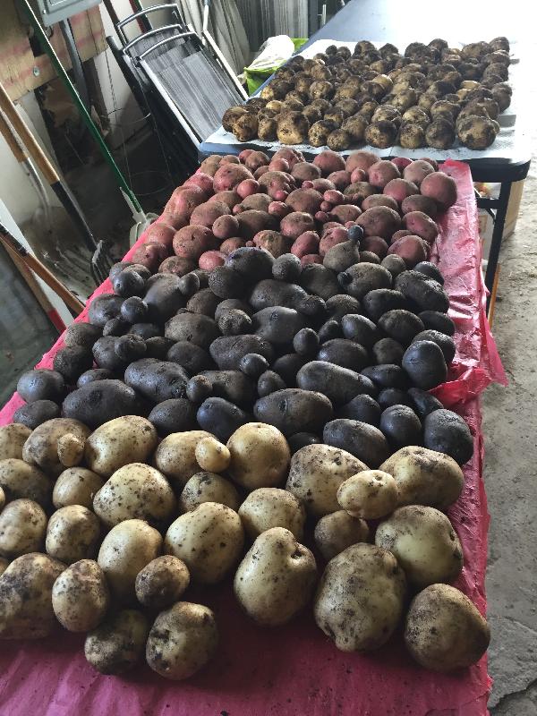 Favorite Farm To Order Seed Potatoes From!