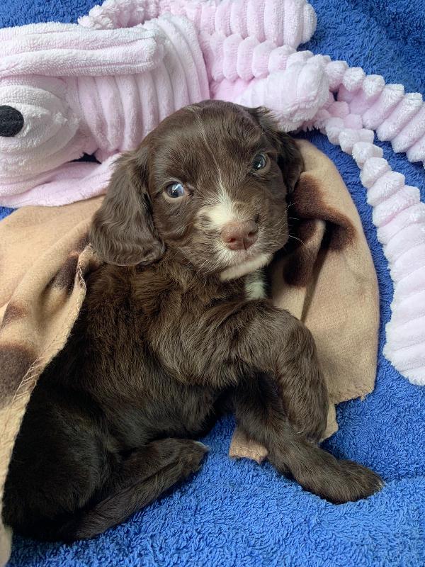 New puppy , new insurance
