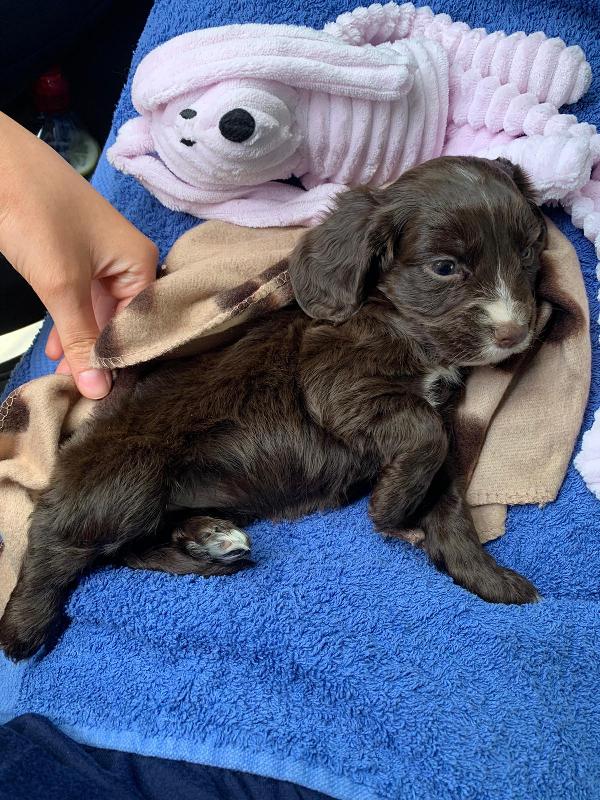 New puppy , new insurance