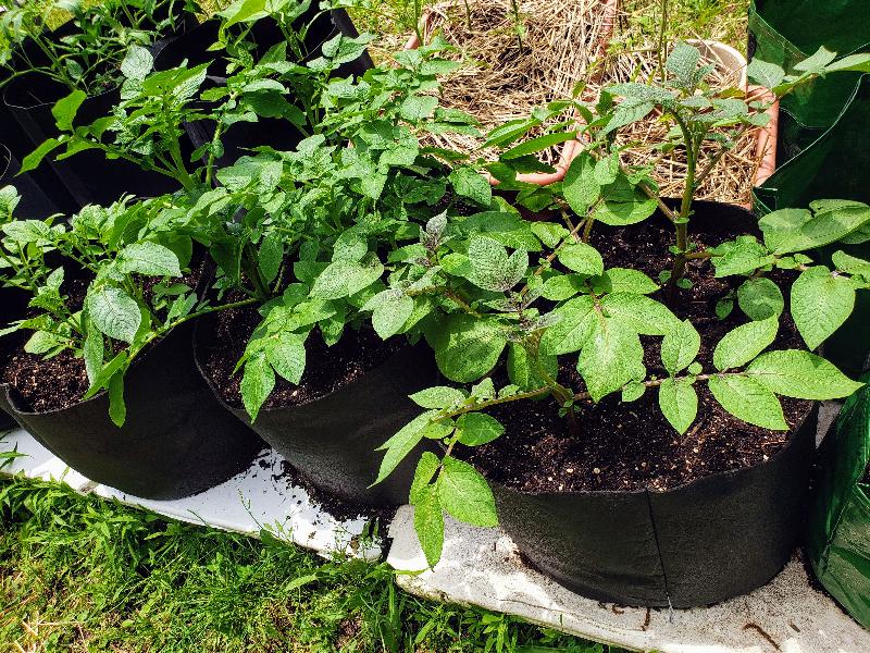 Easy to grow!