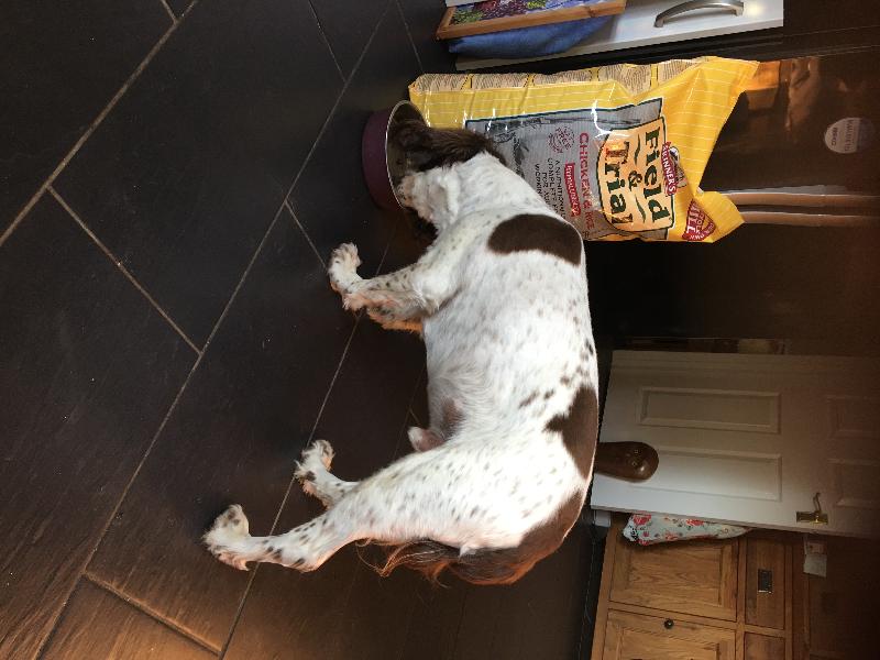 Good service quick delivery and my dogs love the food.:. Win win ...