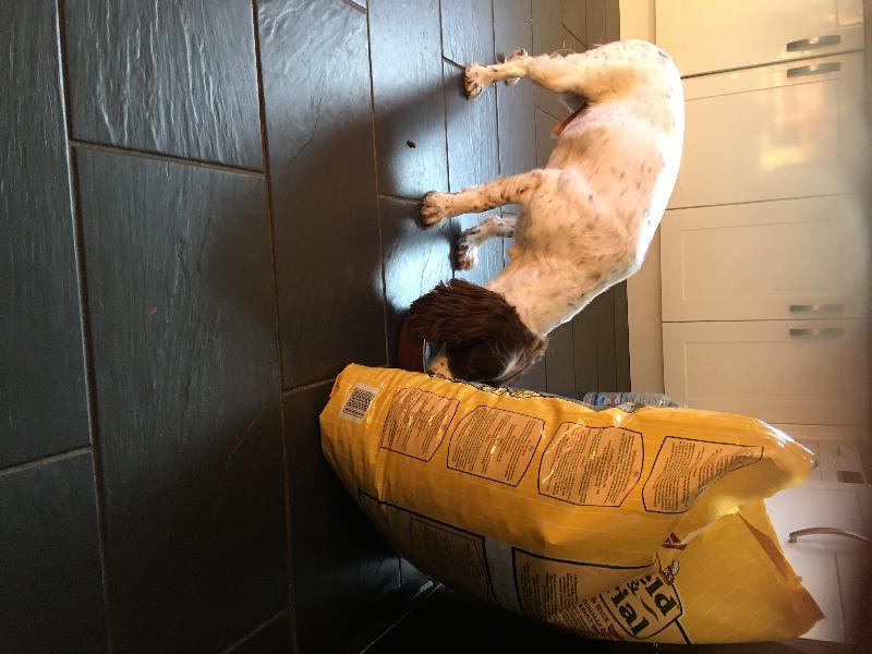 Good service quick delivery and my dogs love the food.:. Win win ...