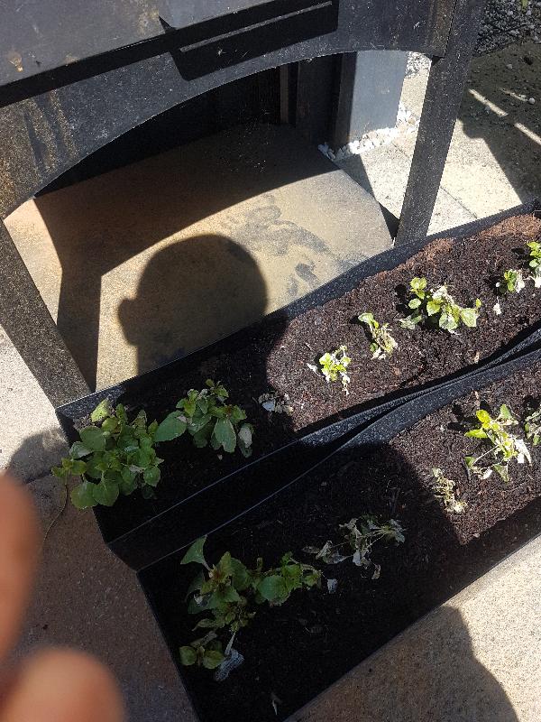Mega plants