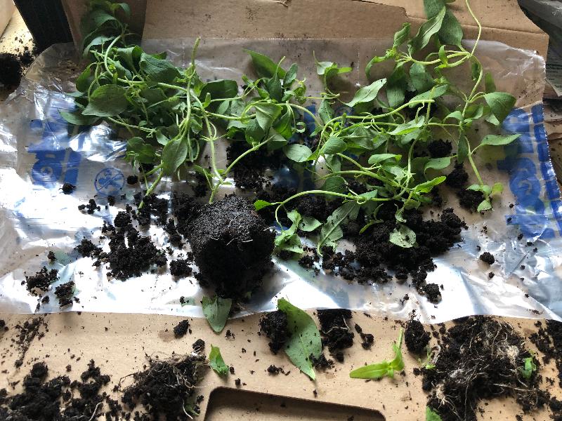 Packaging inadequate, courier poor, many plants severely damaged