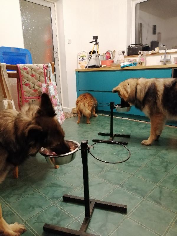 A change for the better thanks Bella and Duke's from Tobus, Alba and Ruari