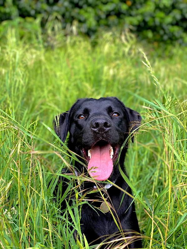 Best food for my Labrador