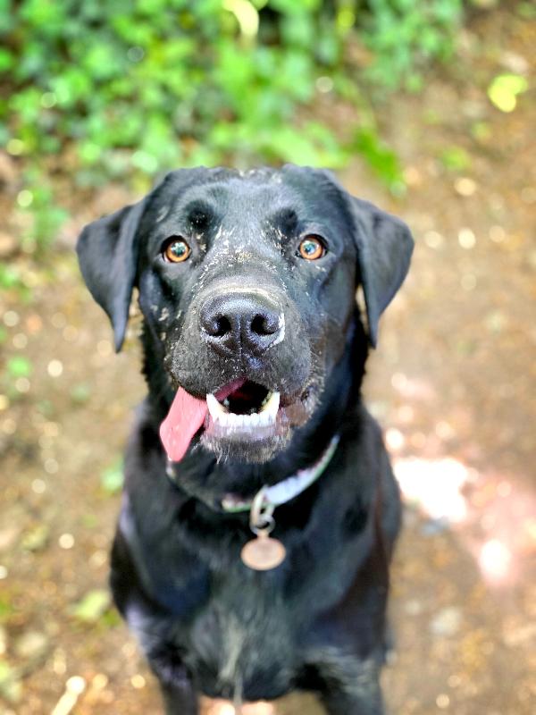 Best food for my Labrador