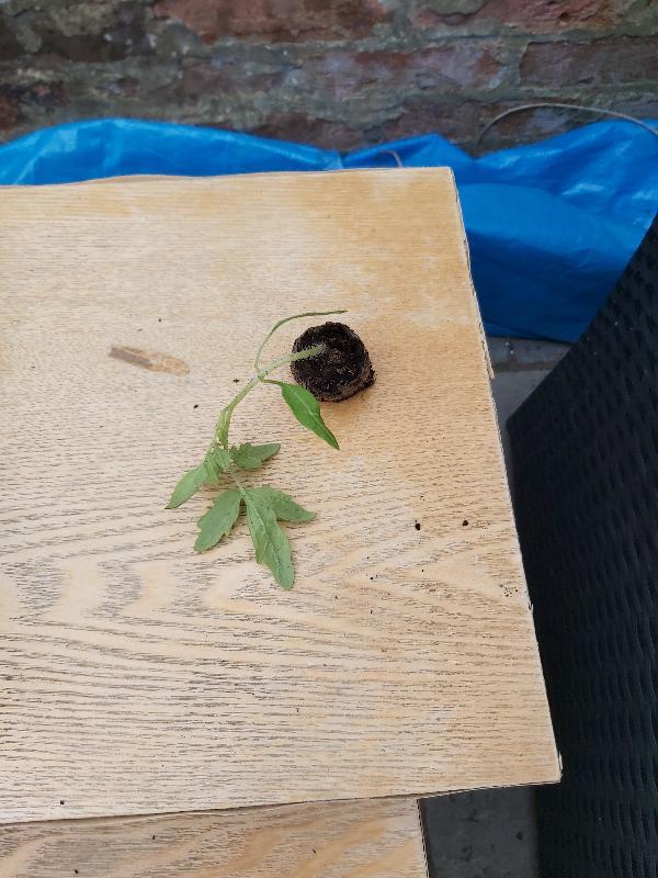Small poor qualify plants