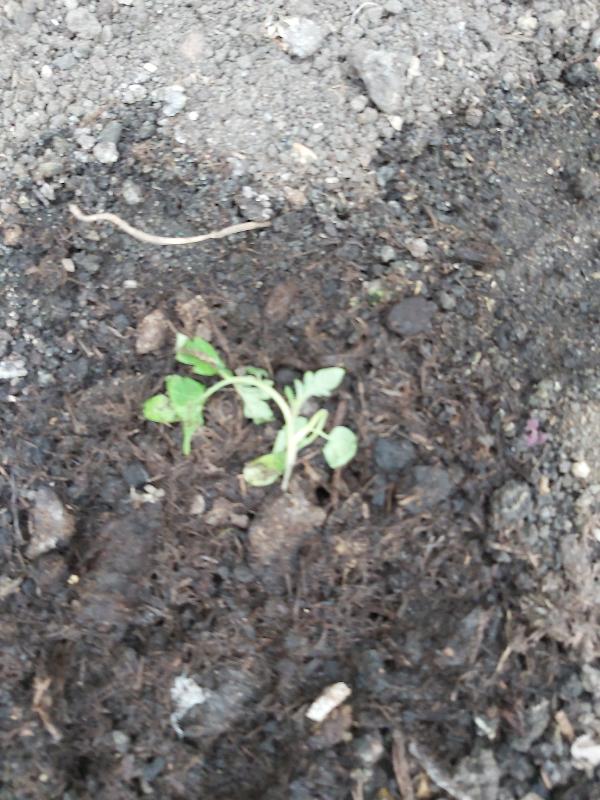 Small poor qualify plants