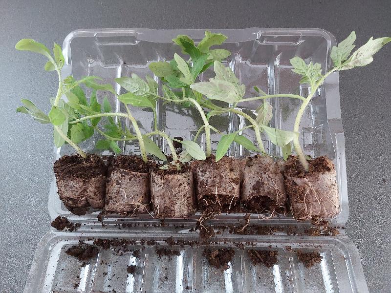 Small poor qualify plants